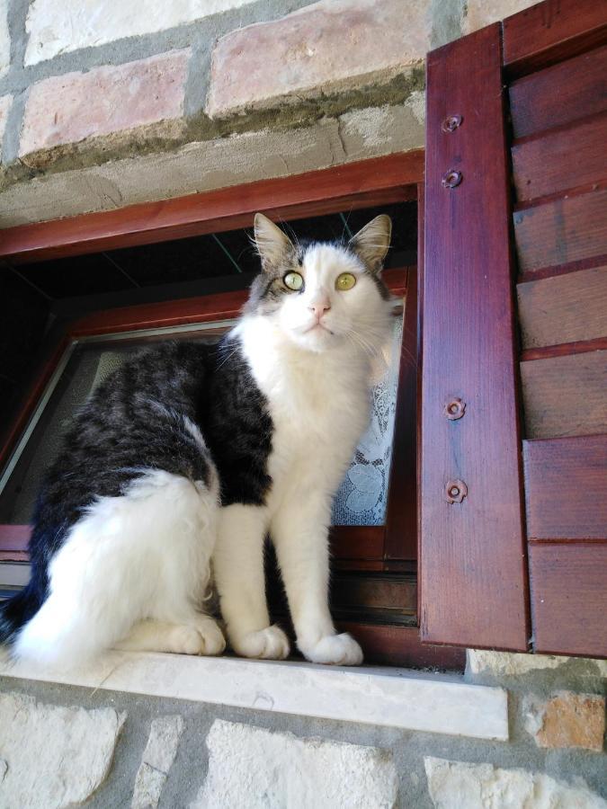 Apartman Garma Rovinj Zewnętrze zdjęcie